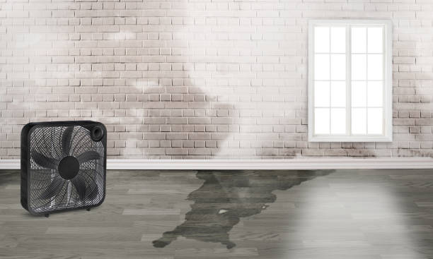 Best Carpet water damage restoration  in Plainwell, MI