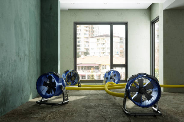 Best Mold removal after water damage  in Plainwell, MI